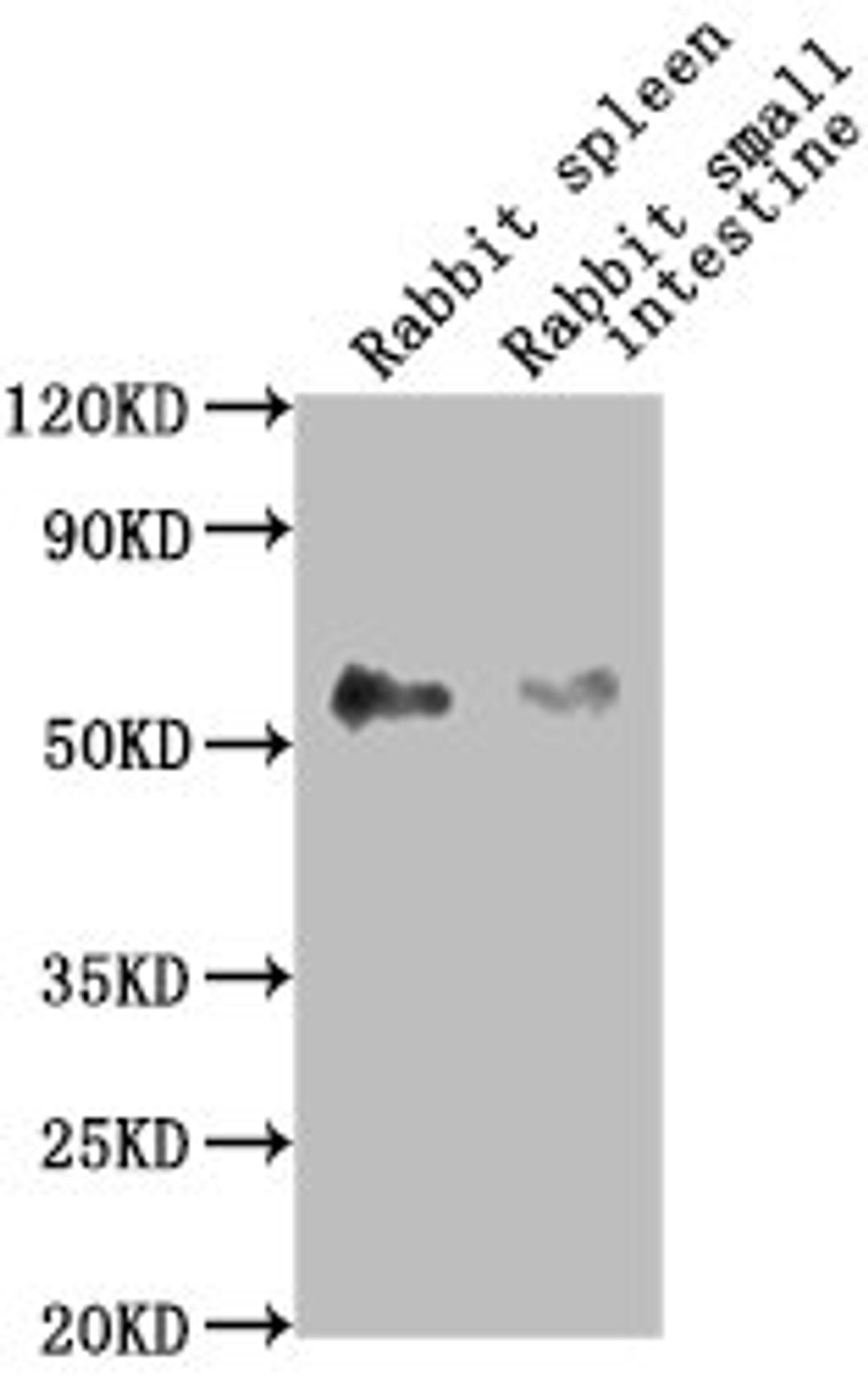 Western Blot. Positive WB detected in: Rabbit spleen tissue, Rabbit small intestine tissue. All lanes: CD14 antibody at 1:2500. Secondary. Goat polyclonal to Mouse IgG at 1/10000 dilution. Predicted band size: 41 kDa. Observed band size: 55 kDa. 