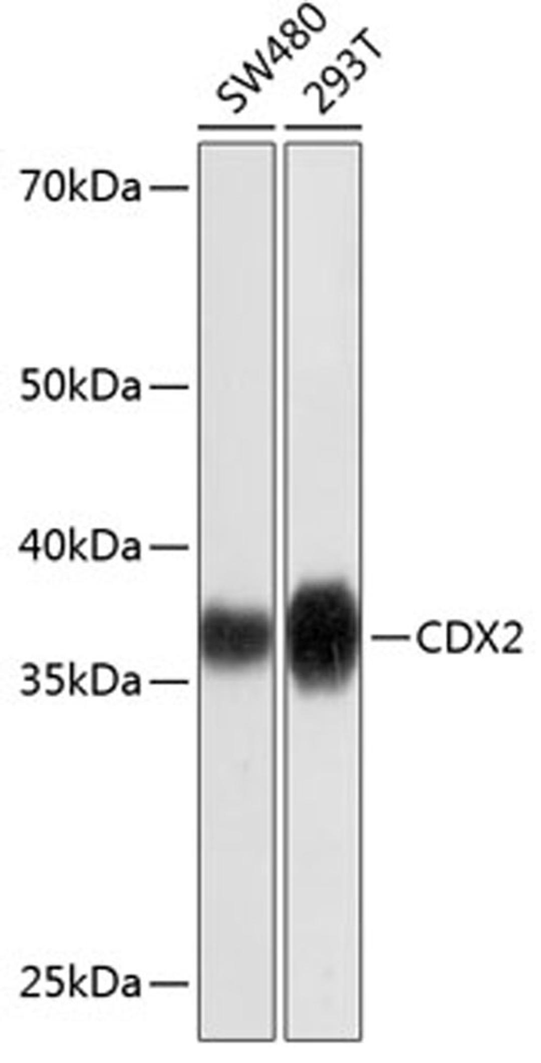 Western blot - CDX2 antibody (A19030)