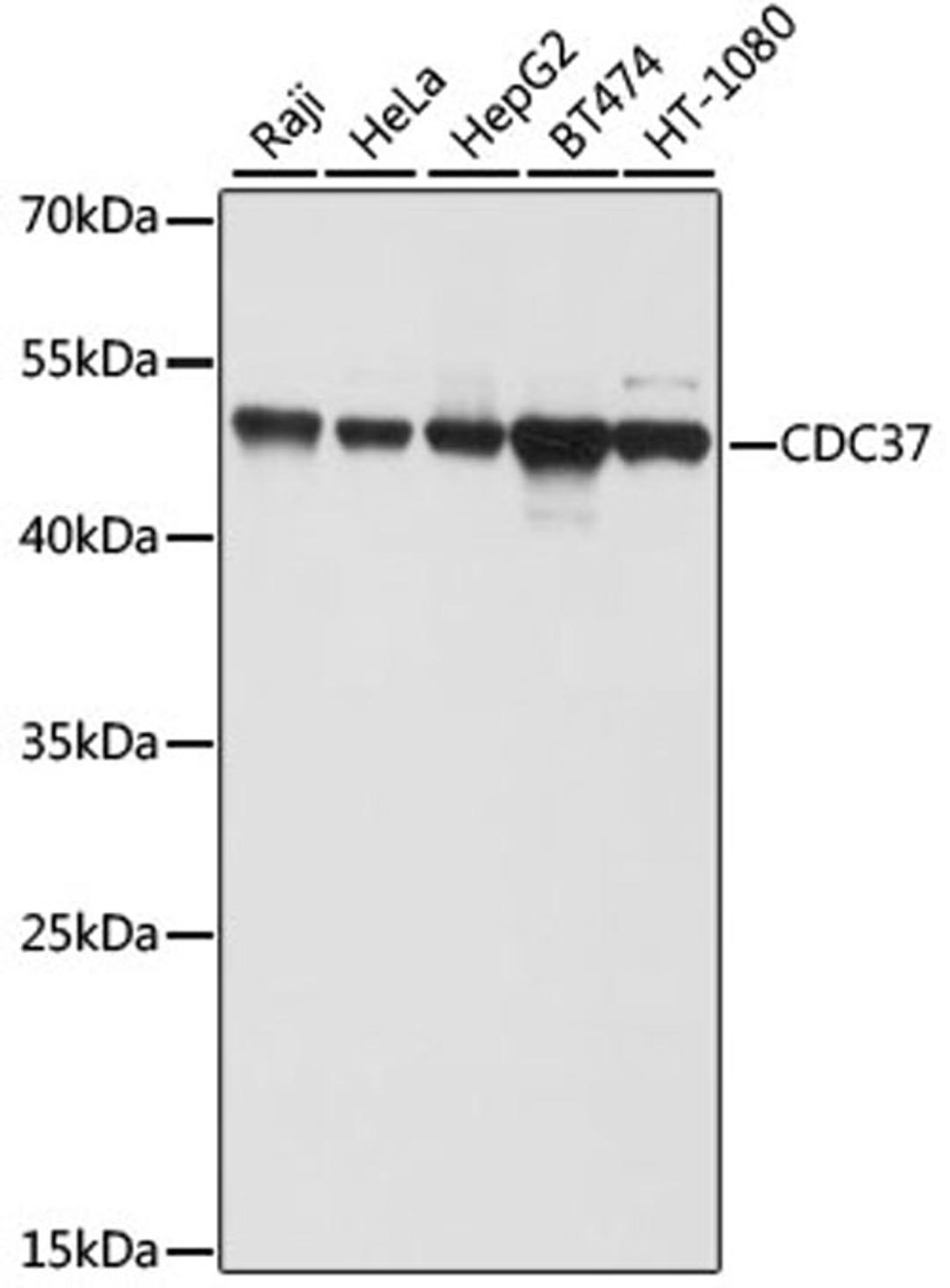 Western blot - CDC37 antibody (A2859)