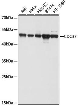 Western blot - CDC37 antibody (A2859)