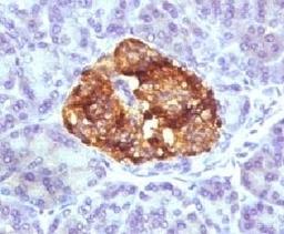 IHC testing of FFPE human pancreas stained with Insulin antibody.