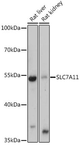 Western blot - SLC7A11 antibody (A15604)