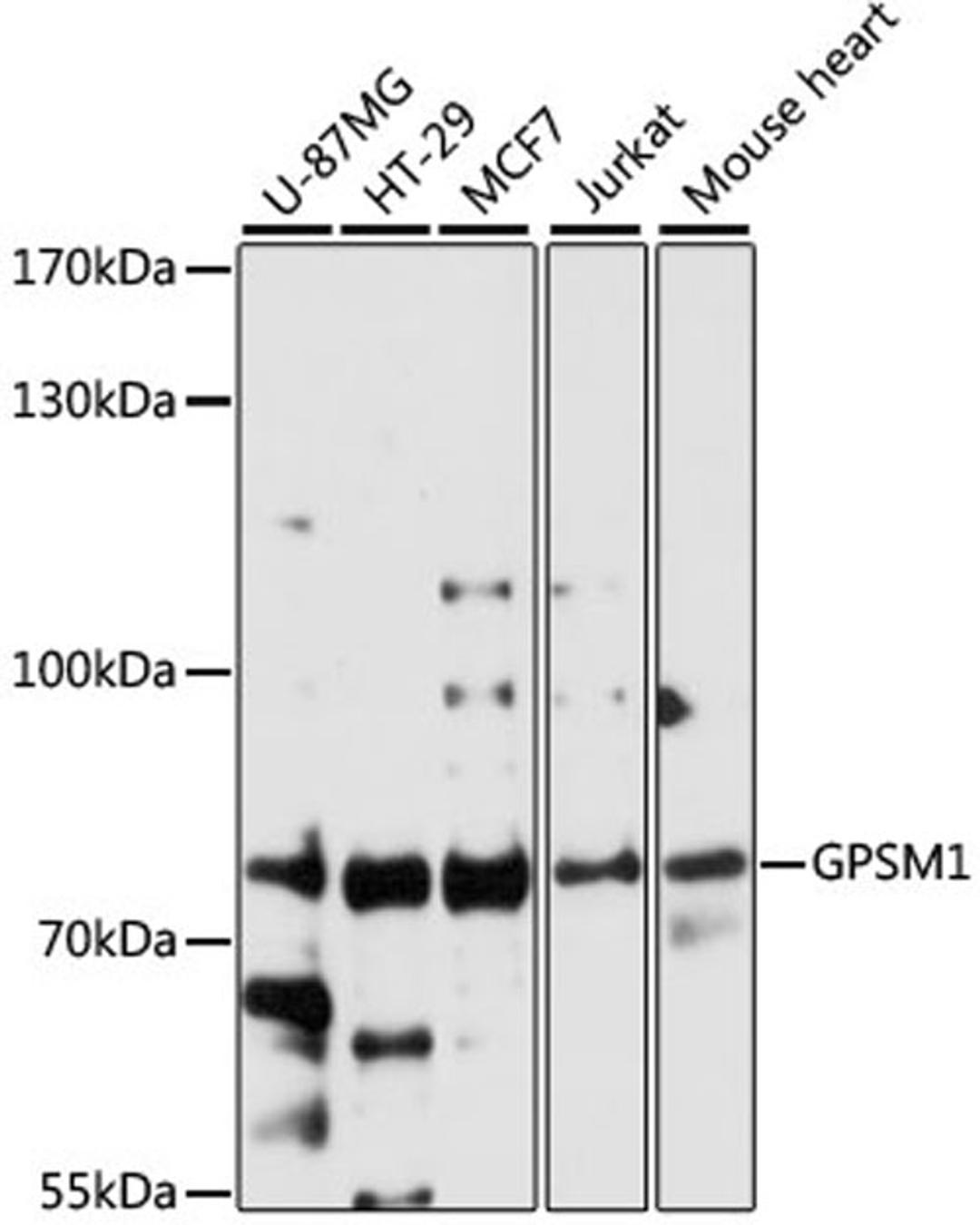 Western blot - GPSM1 antibody (A8713)