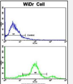 Flow Cytometry: CCHCR1 Antibody [NBP2-29926] - Flow cytometric analysis of widr cells using CCHCR1 Antibody (Center)(bottom histogram) compared to a negative control cell (top histogram). FITC-conjugated goat-anti-rabbit secondary antibodies were used for the analysis.