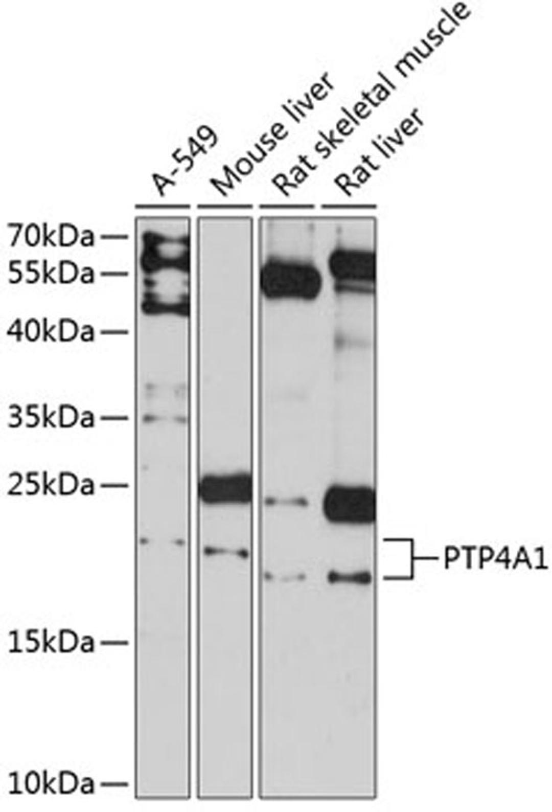 Western blot - PTP4A1 antibody (A12360)