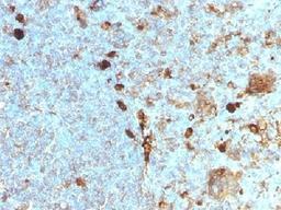 IHC testing of FFPE human tonsil with Alpha 1 Antitrypsin antibody (clone AAT/1378). Required HIER: steam sections in pH6, 10mM citrate buffer for 10-20 min.