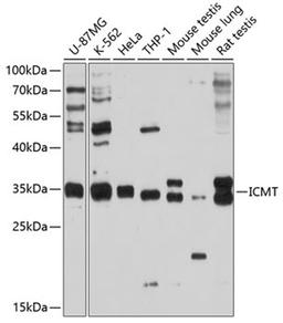 Western blot - ICMT antibody (A10293)