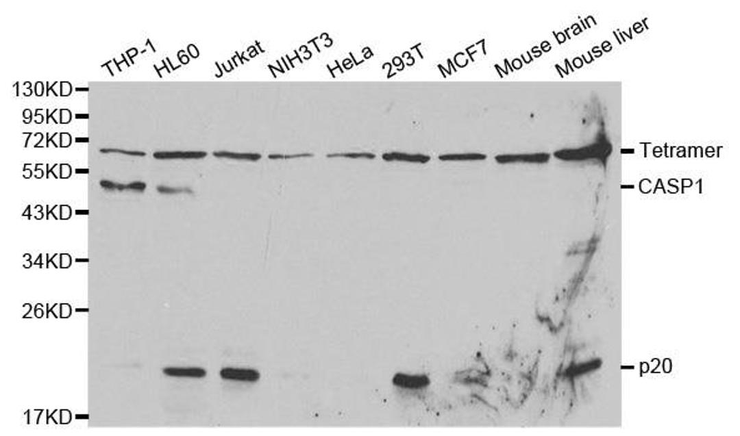 Western blot analysis of extracts of various cell lines using CASP1 antibody