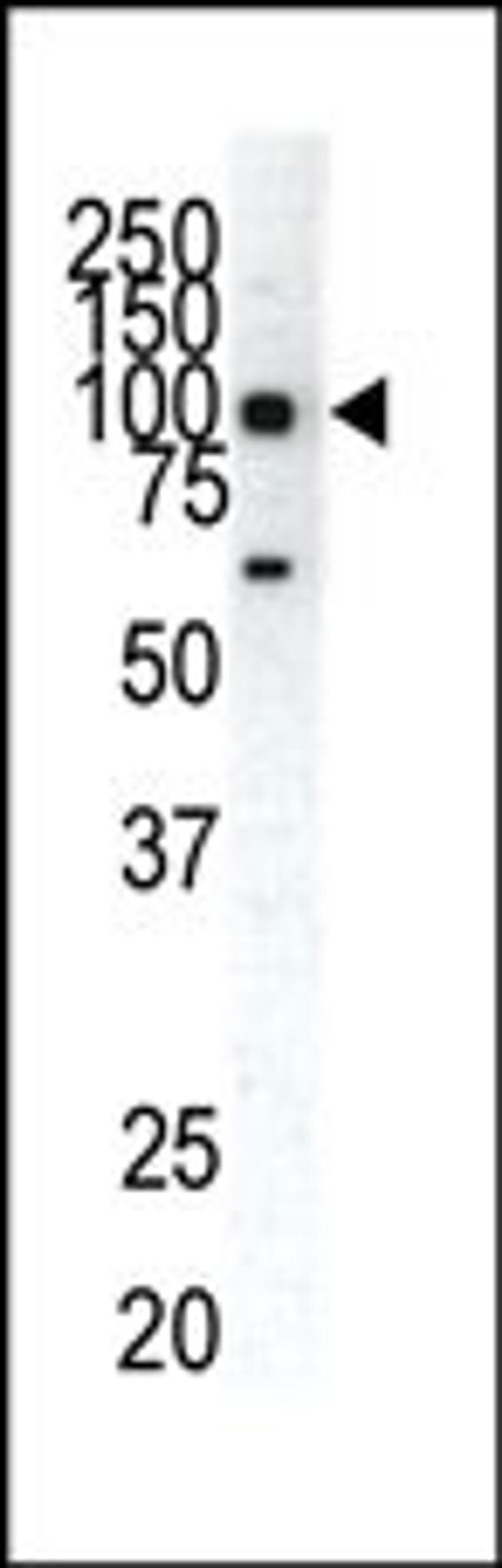 Western blot analysis of anti-EphA1 C-term Pab in HeLa cell lysate