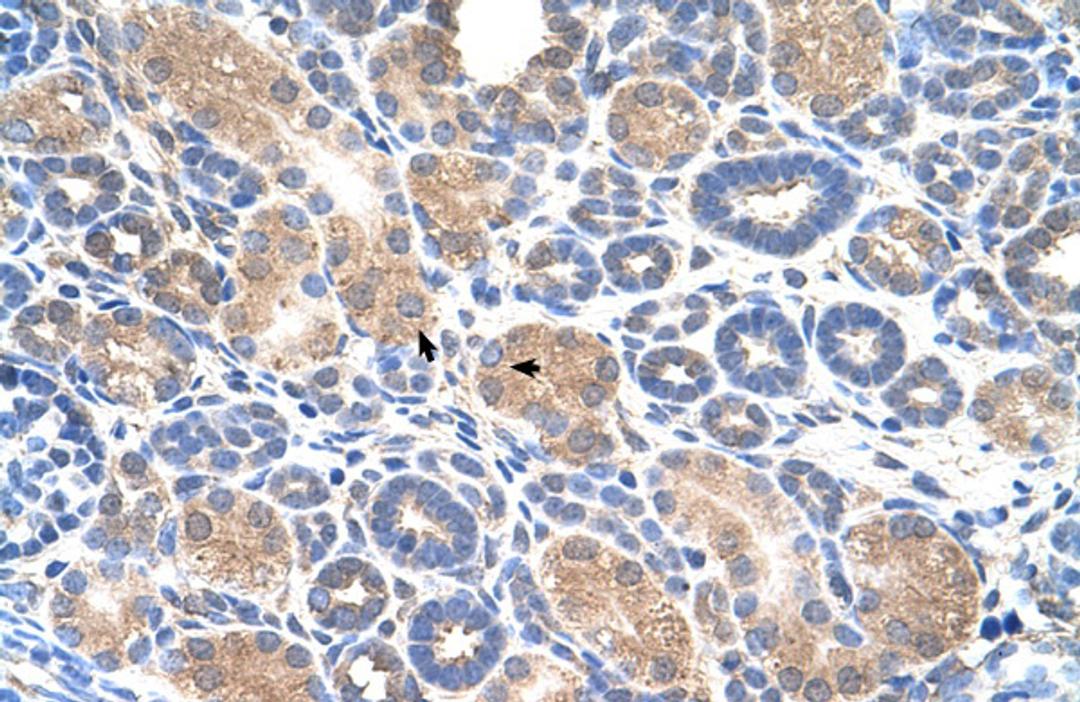 Antibody used in IHC on Human kidney.