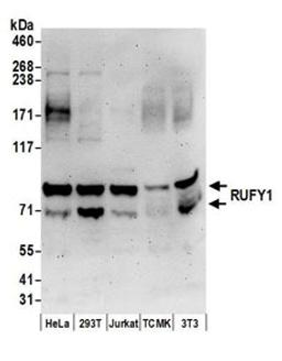 Detection of human and mouse RUFY1 by western blot.