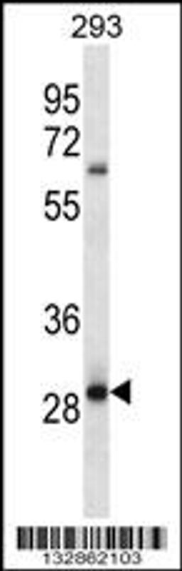 Western blot analysis in 293 cell line lysates (35ug/lane).