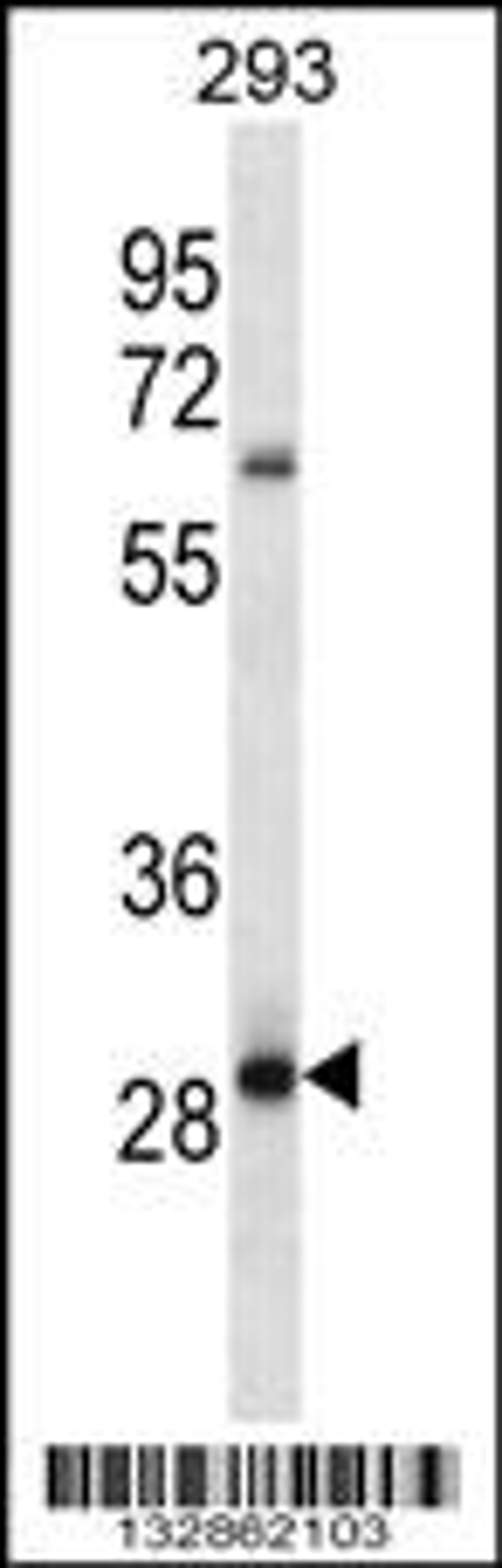 Western blot analysis in 293 cell line lysates (35ug/lane).