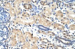 Antibody used in IHC on Human Kidney at 4.0-8.0 ug/ml.