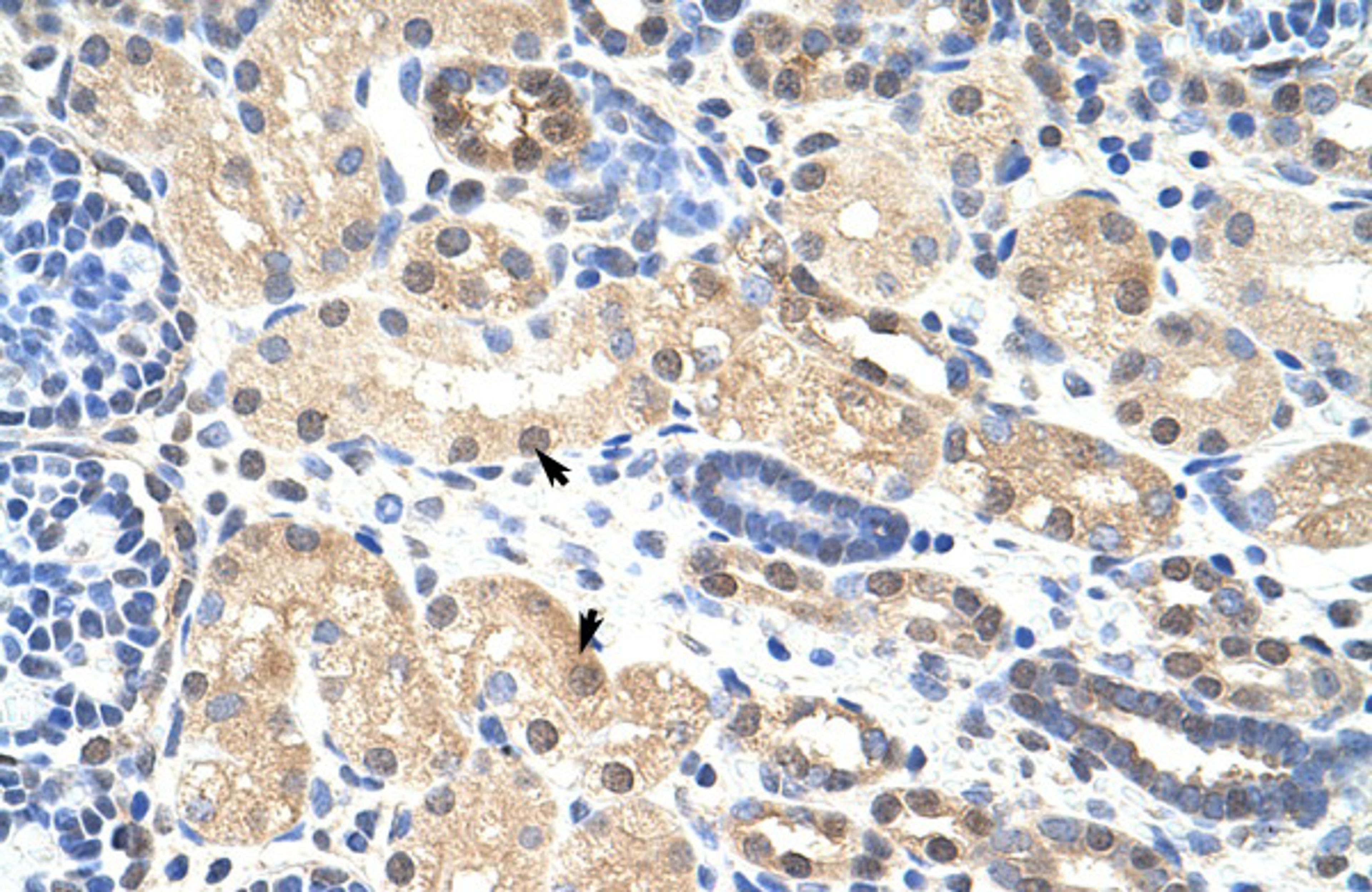 Antibody used in IHC on Human Kidney at 4.0-8.0 ug/ml.