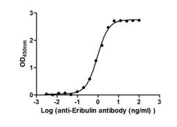 The Binding Activity of Farletuzumab ecteribulin (Synonyms: MORAb-202) with Anti-Eribulin  antibody. Activity: Measured by its binding ability in a functional ELISA. Immobilized Farletuzumab ecteribulin (Synonyms: MORAb-202) at 2 μg/mL can bind Anti-Eribulin antibody, the EC<sub>50</sub> is 0.8548 to 1.015 ng/mL.