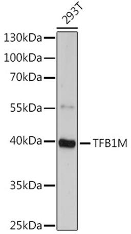 Western blot - TFB1M antibody (A15231)