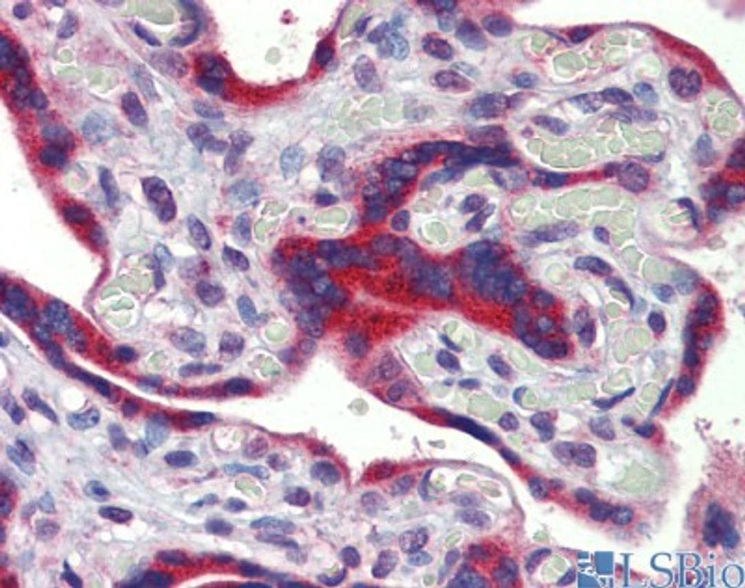 Immunohistochemistry: FEZF1 Antibody [NBP1-91367] - Staining of human placenta section.