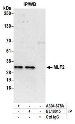 Detection of human MLF2 by western blot of immunoprecipitates.