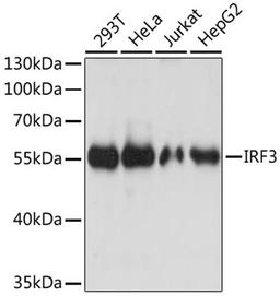 Western blot - IRF3 antibody (A11118)