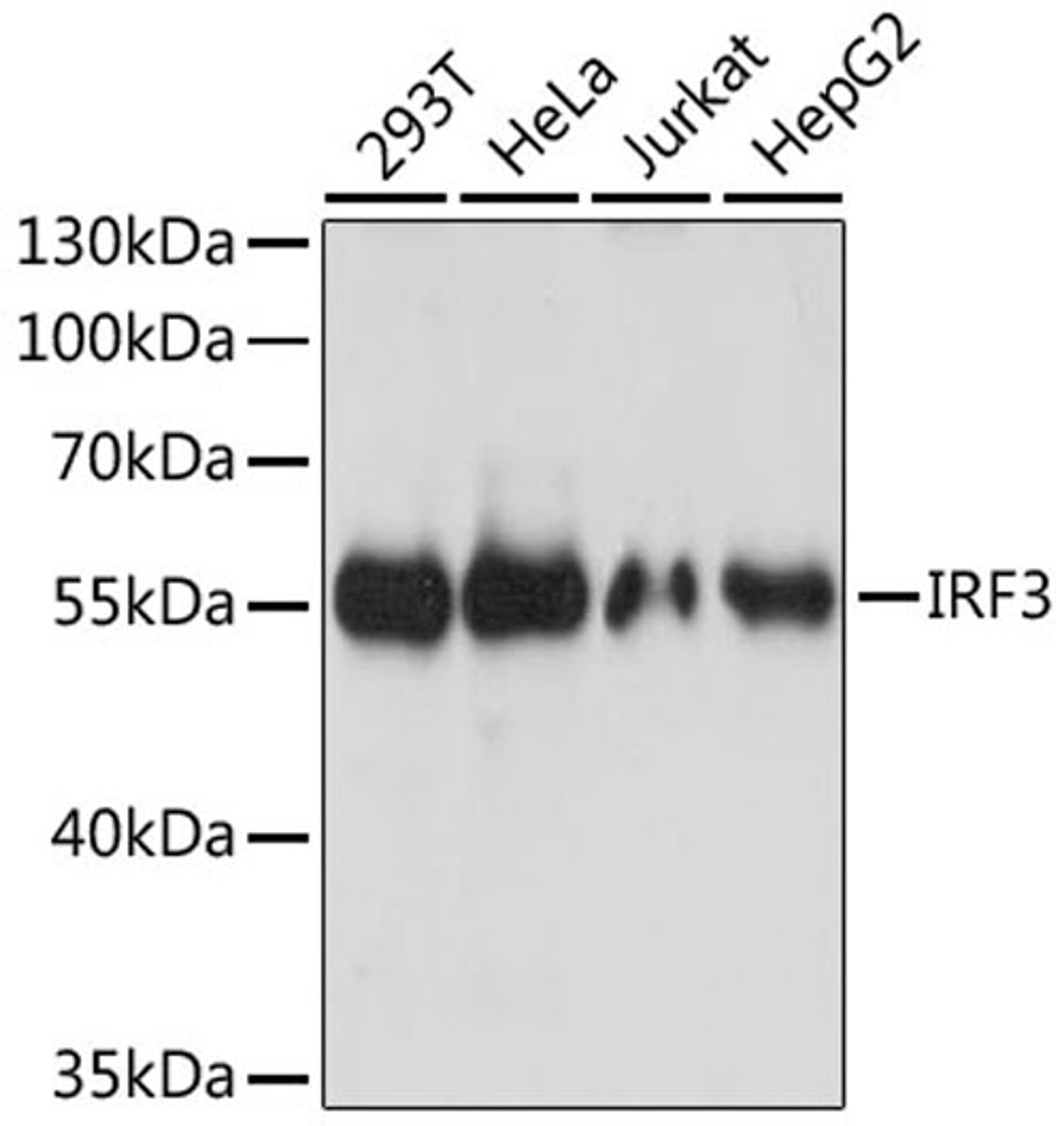 Western blot - IRF3 antibody (A11118)