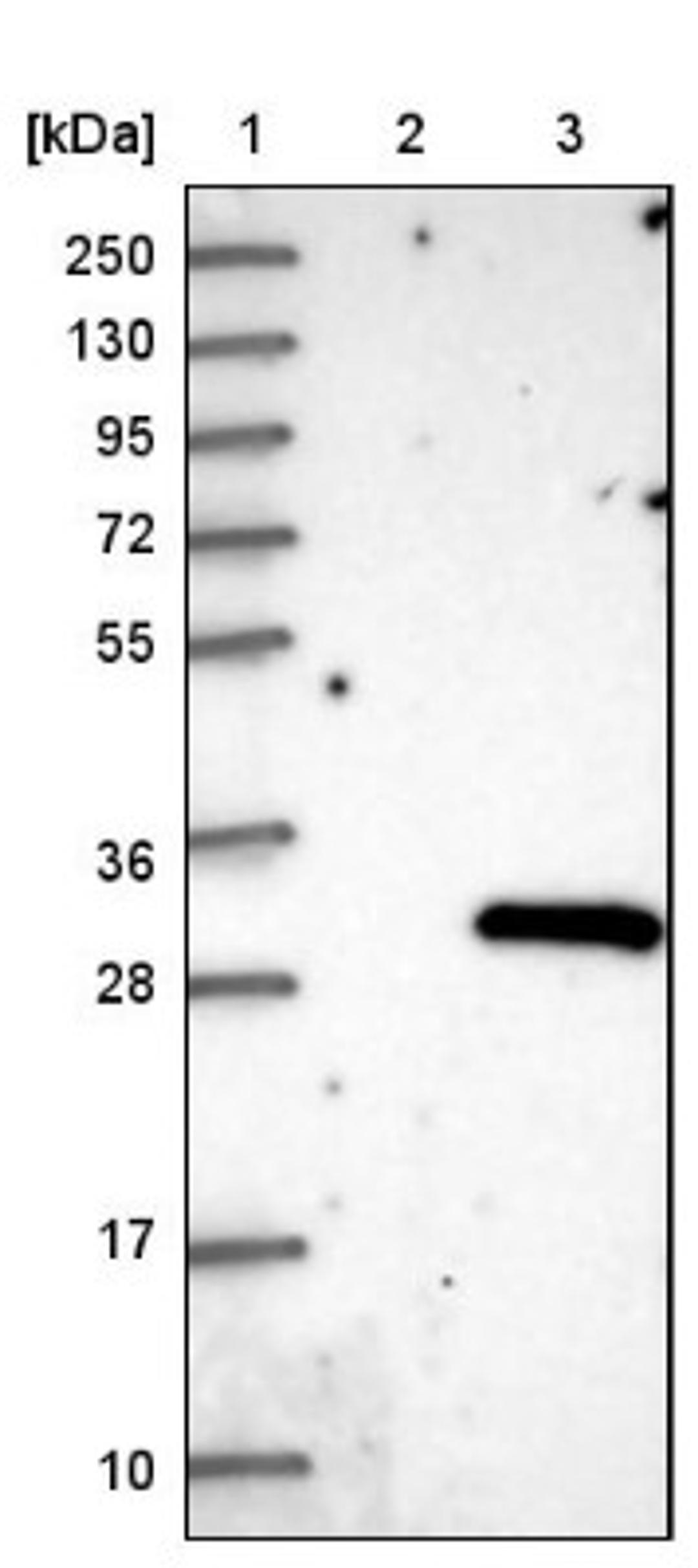 Western Blot: FLJ14154 Antibody [NBP1-91904] - Lane 1: Marker [kDa] 250, 130, 95, 72, 55, 36, 28, 17, 10<br/>Lane 2: Negative control (vector only transfected HEK293T lysate)<br/>Lane 3: Over-expression lysate (Co-expressed with a C-terminal myc-DDK tag (~3.1 kDa) in mammalian HEK293T cells, LY411017)