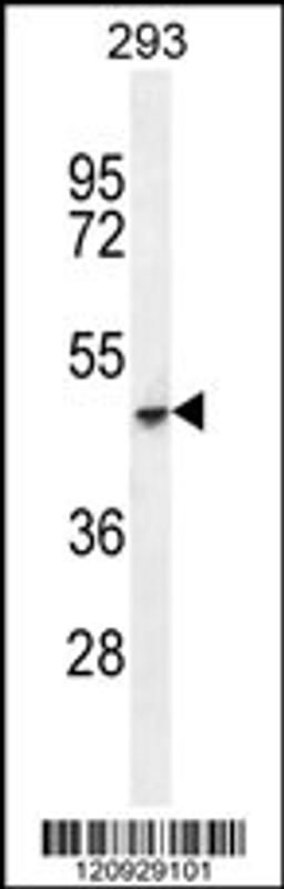 Western blot analysis in 293 cell line lysates (35ug/lane).