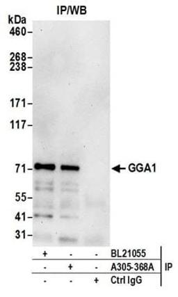 Detection of human GGA1 by western blot of immunoprecipitates.