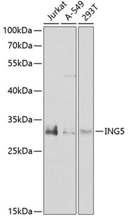 Western blot - ING5 antibody (A7288)