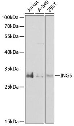 Western blot - ING5 antibody (A7288)