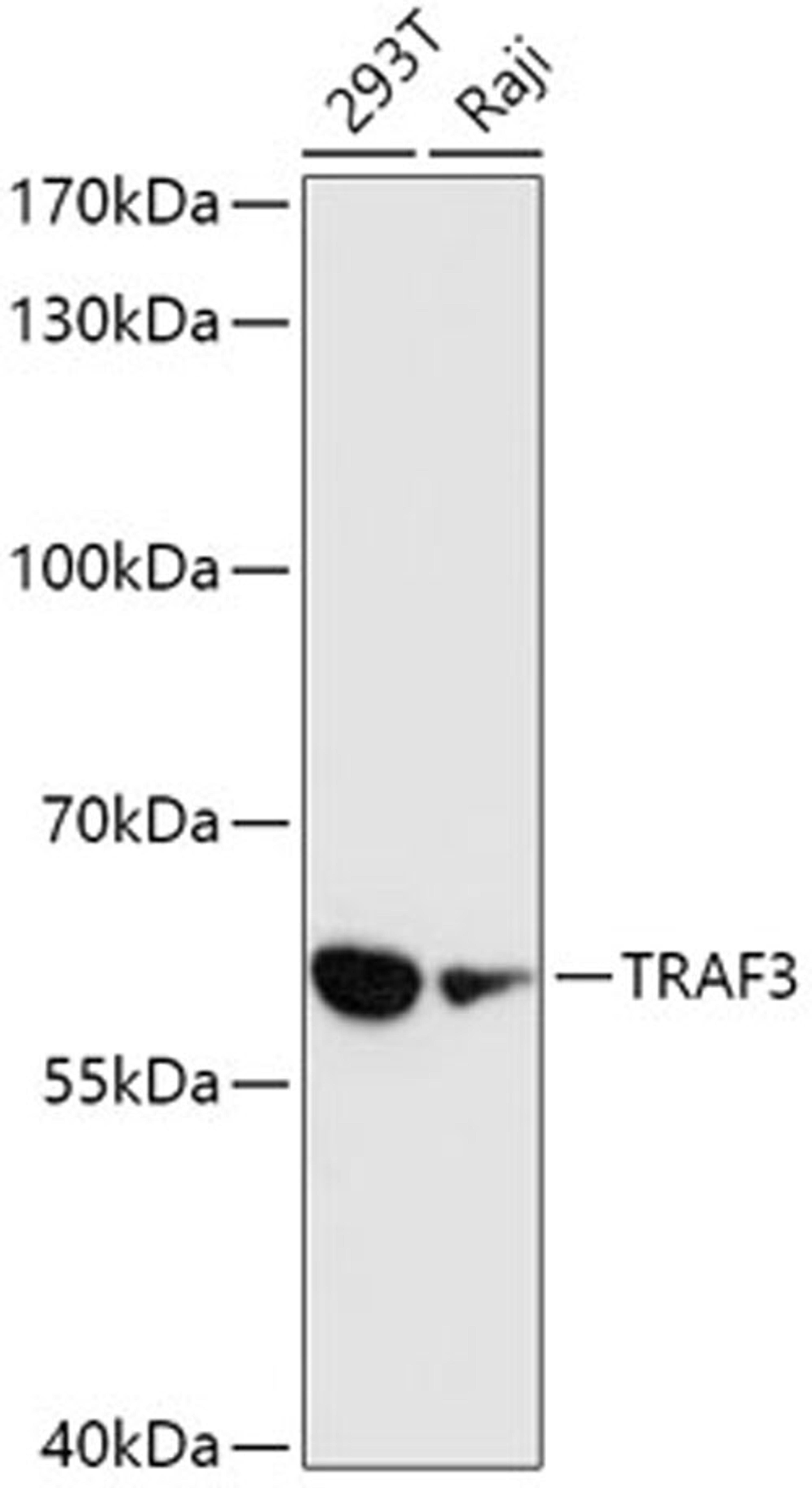 Western blot - TRAF3 antibody (A0875)