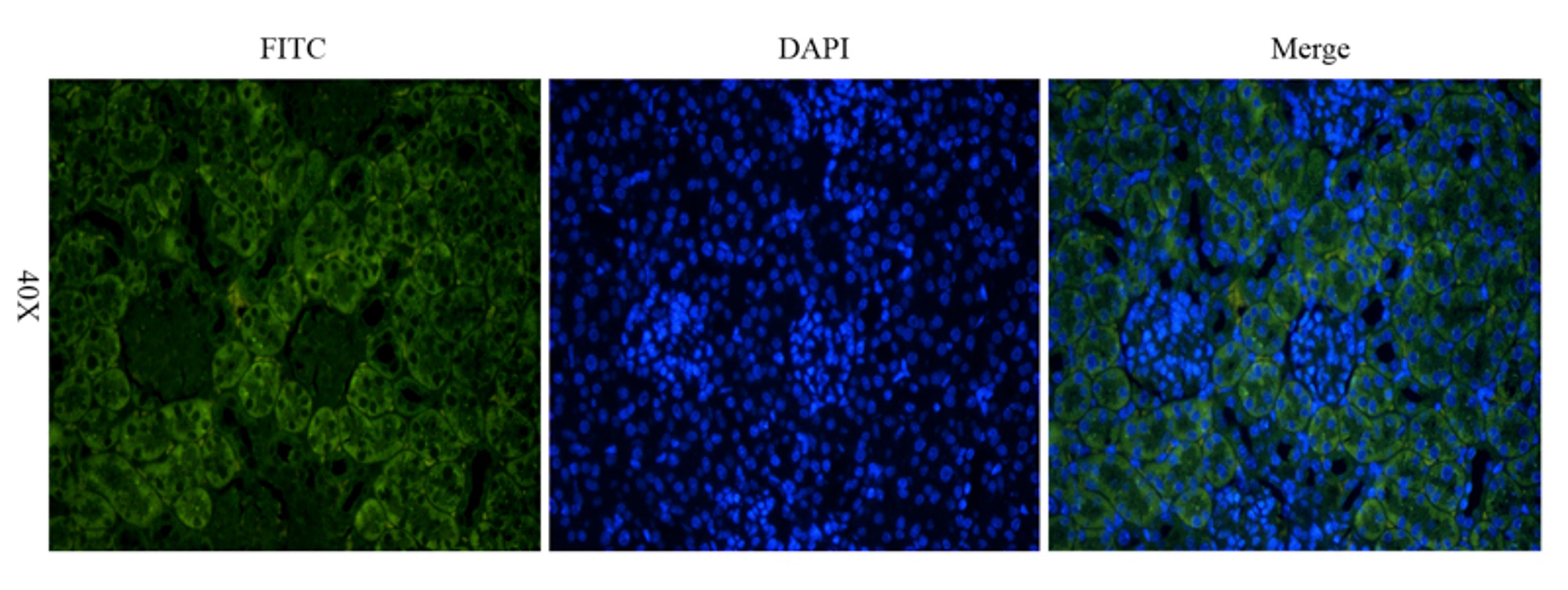 Immunofluorescence analysis of mouse kidney tissue using anti-MDR1 (dilution of primary antibody - 1:200)