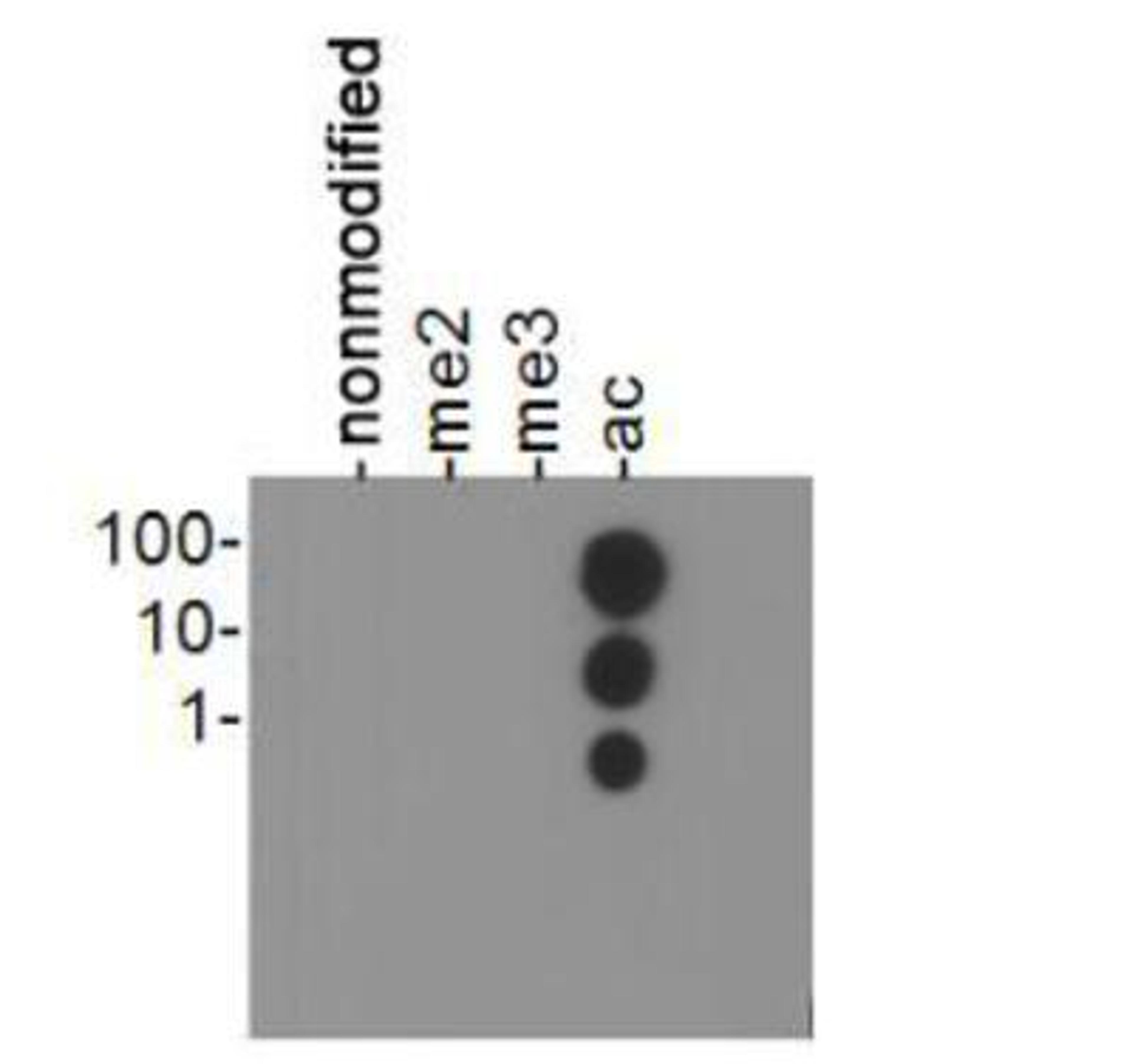 Dot Blot: Histone H3 [ac Lys23] Antibody [NB21-1164] - Dot blot analysis of Histone H3 K23ac in picomoles of peptide.