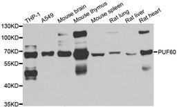 Western blot analysis of extracts of various cell lines using PUF60 antibody