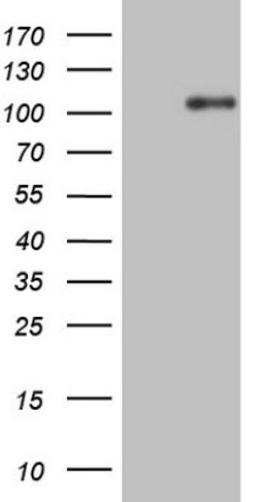 Western Blot: TrkA Antibody (5B6) [NBP2-46266] - Analysis of HEK293T cells were transfected with the pCMV6-ENTRY control (Left lane) or pCMV6-ENTRY TrkA.