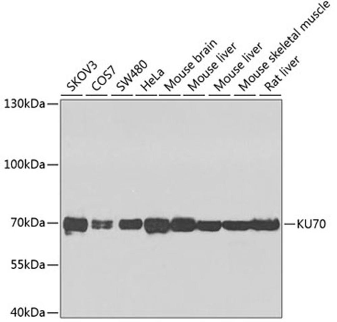 Western blot - KU70 antibody (A0883)