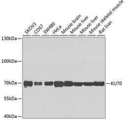 Western blot - KU70 antibody (A0883)