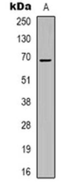 Western blot analysis of ZNF668 expression in HepG2 (Lane 1) whole cell lysates using ZNF668 antibody