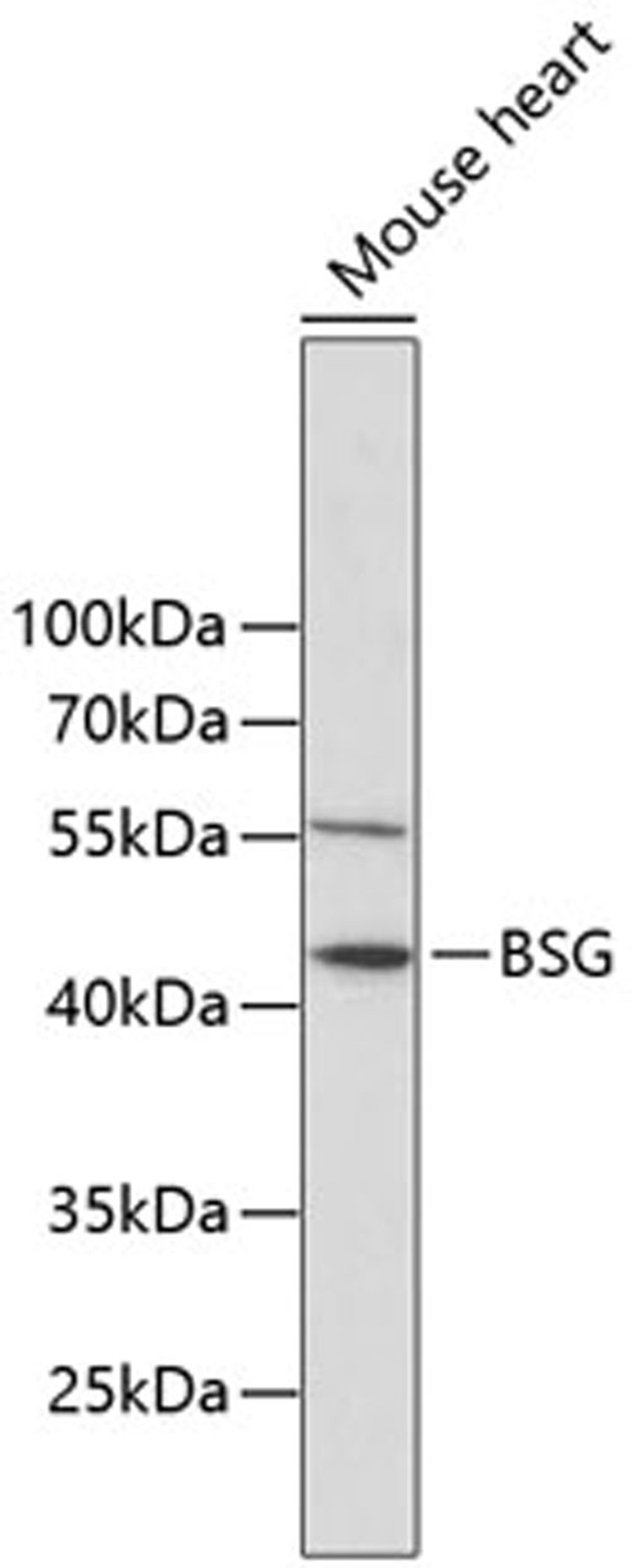 Western blot - BSG antibody (A1566)