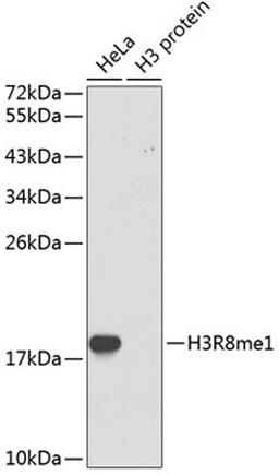 Western blot - MonoMethyl-Histone H3-R8 antibody (A3156)