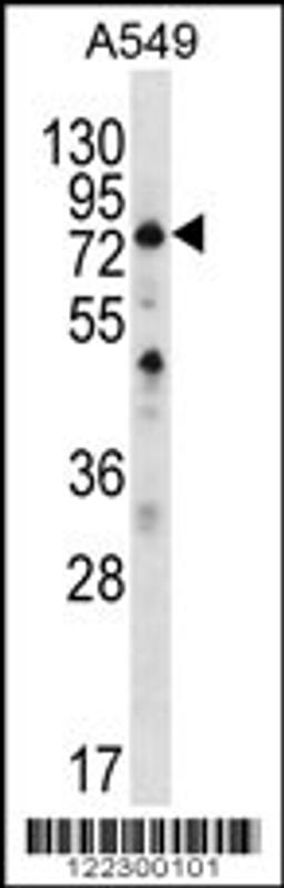 Western blot analysis in A549 cell line lysates (35ug/lane).