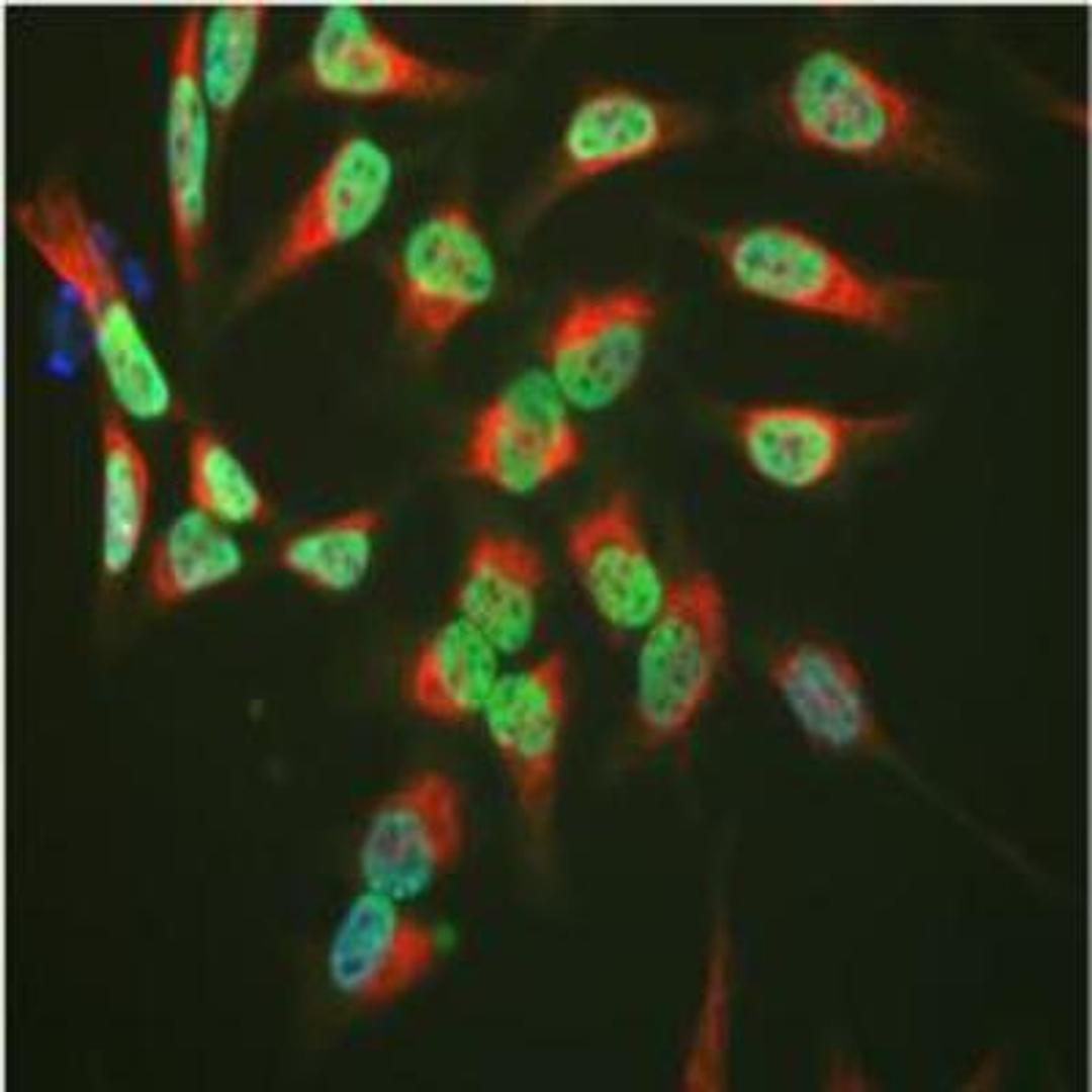 Immunocytochemistry/Immunofluorescence: TAF15 Antibody (4D71) [NBP1-92685] - \HeLa cell cultures stained with NBP1-92685 antibody (green) and chicken antibody to vimentin (NB300-223, red). NBP1-92685 reveals a granular nuclear localization typical of many RNA associated proteins. Blue is a DNA stain.