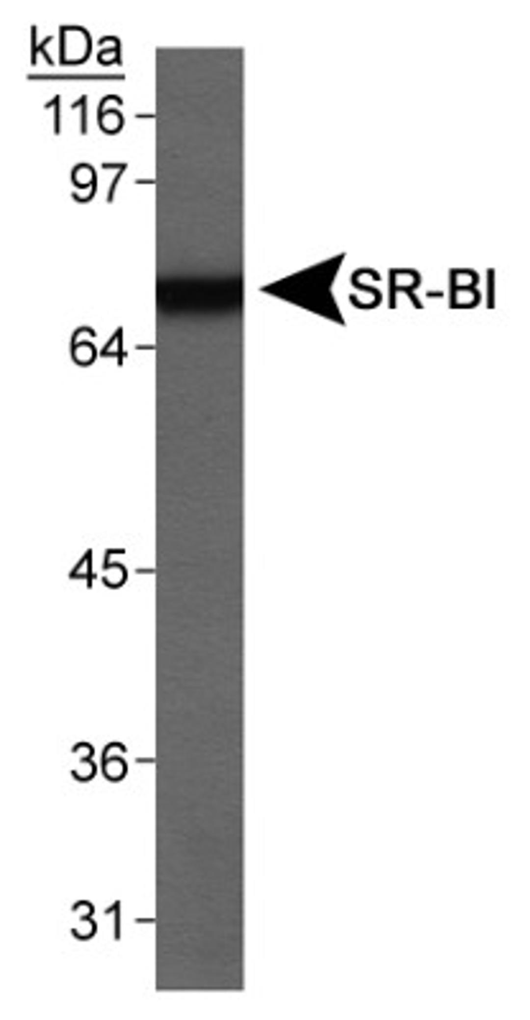 Western Blot: SR-BI Antibody [NB400-113] - Detection of SR-BI  (80kDa) in mouse testis lysate total protein using NB400-113.