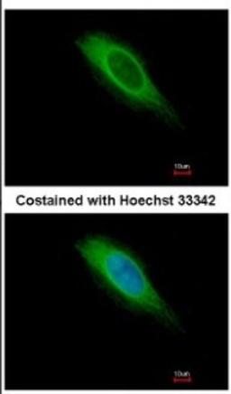 Immunocytochemistry/Immunofluorescence: HMGCS1 Antibody [NBP2-16861] - Immunofluorescence analysis of methanol-fixed HeLa, using antibody at 1:500 dilution.