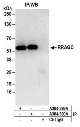 Detection of human RRAGC/RagC by western blot of immunoprecipitates.