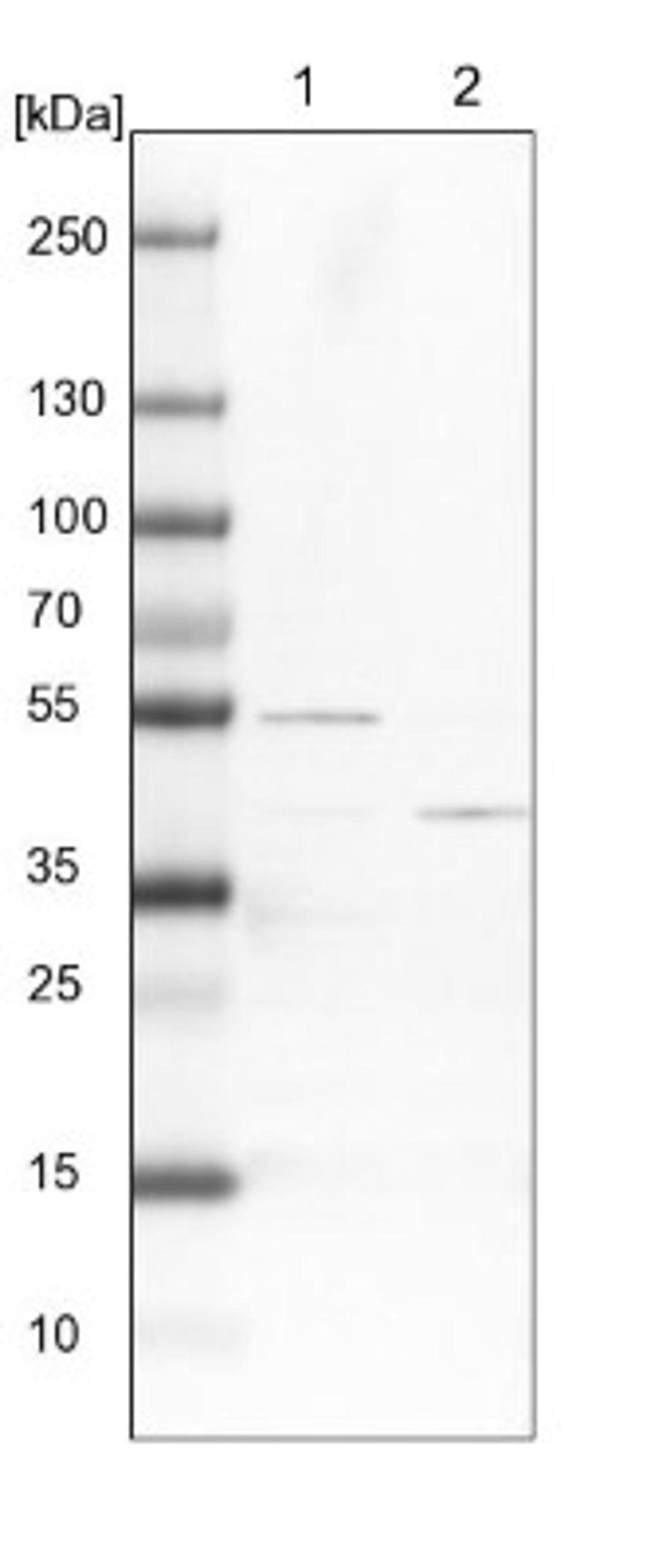 Western Blot: ATP6V1C1 Antibody [NBP1-88891] - Lane 1: NIH-3T3 cell lysate (Mouse embryonic fibroblast cells)<br/>Lane 2: NBT-II cell lysate (Rat Wistar bladder tumour cells)