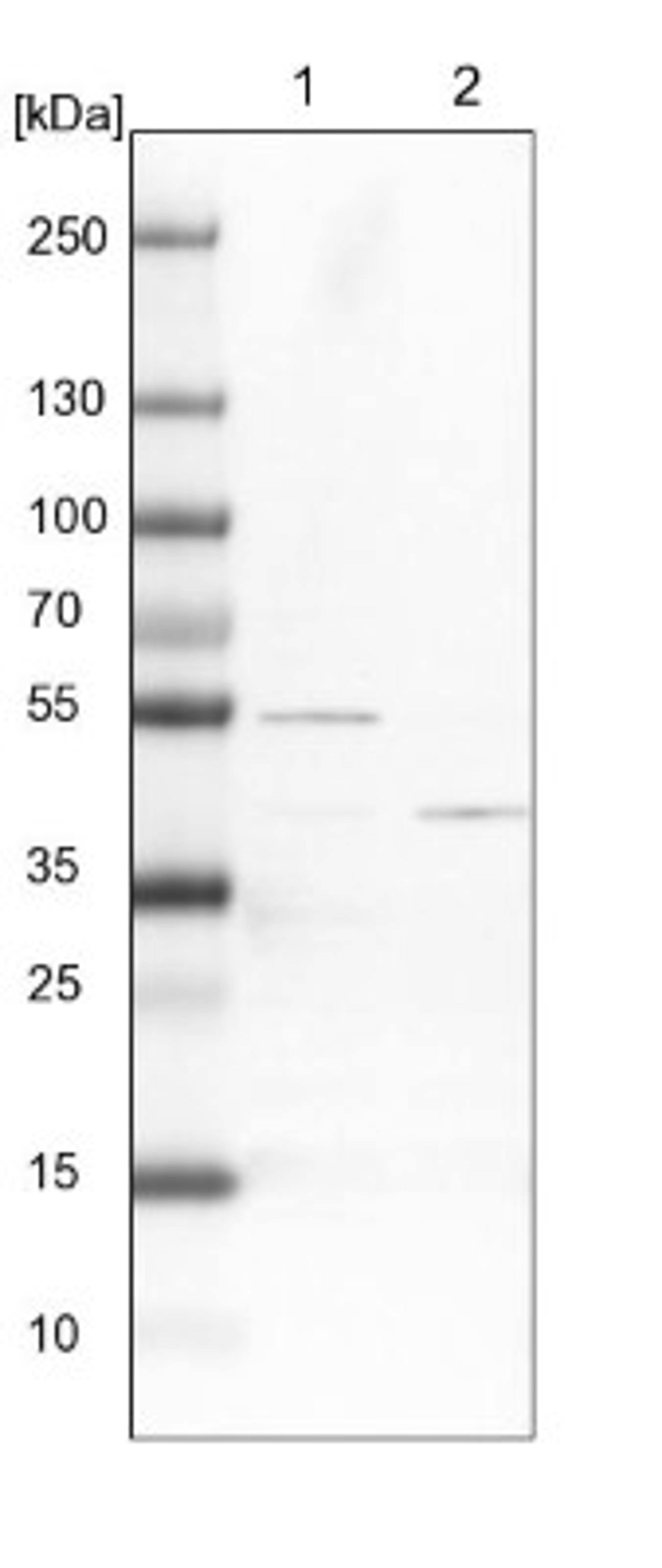 Western Blot: ATP6V1C1 Antibody [NBP1-88891] - Lane 1: NIH-3T3 cell lysate (Mouse embryonic fibroblast cells)<br/>Lane 2: NBT-II cell lysate (Rat Wistar bladder tumour cells)