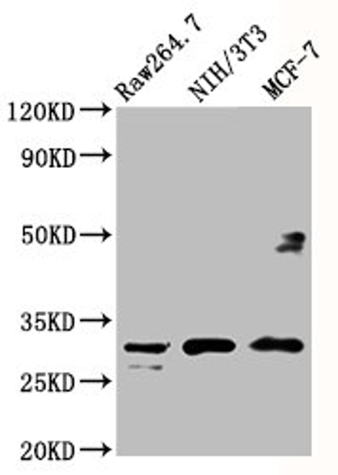 Western Blot. Positive WB detected in: RAW264.7 whole cell lysate, NIH/3T3 whole cell lysate, MCF-7 whole cell lysate. All lanes: RPL7A antibody at 5µg/ml. Secondary. Goat polyclonal to rabbit IgG at 1/50000 dilution. Predicted band size: 30 kDa. Observed band size: 30 kDa