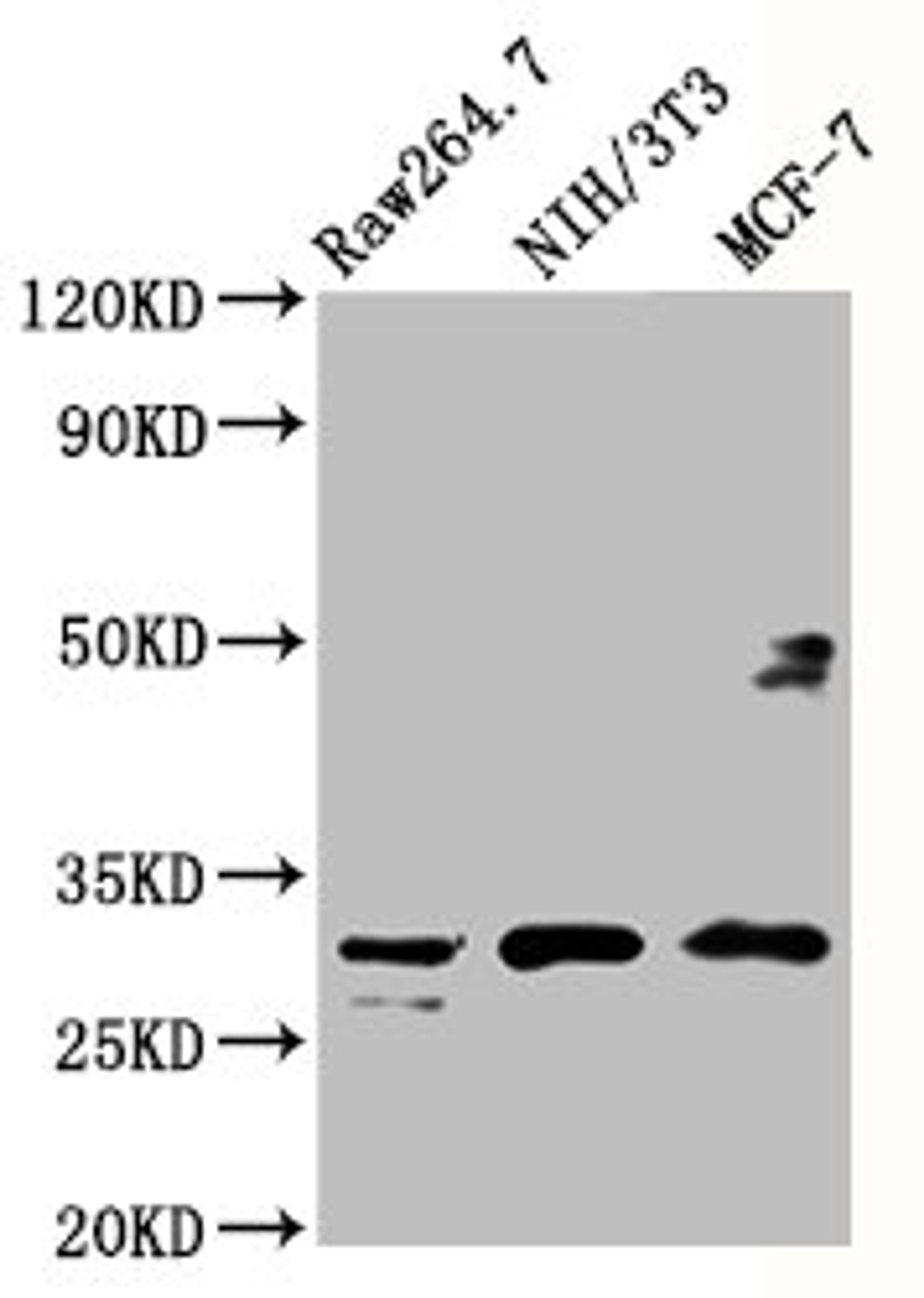 Western Blot. Positive WB detected in: RAW264.7 whole cell lysate, NIH/3T3 whole cell lysate, MCF-7 whole cell lysate. All lanes: RPL7A antibody at 5µg/ml. Secondary. Goat polyclonal to rabbit IgG at 1/50000 dilution. Predicted band size: 30 kDa. Observed band size: 30 kDa