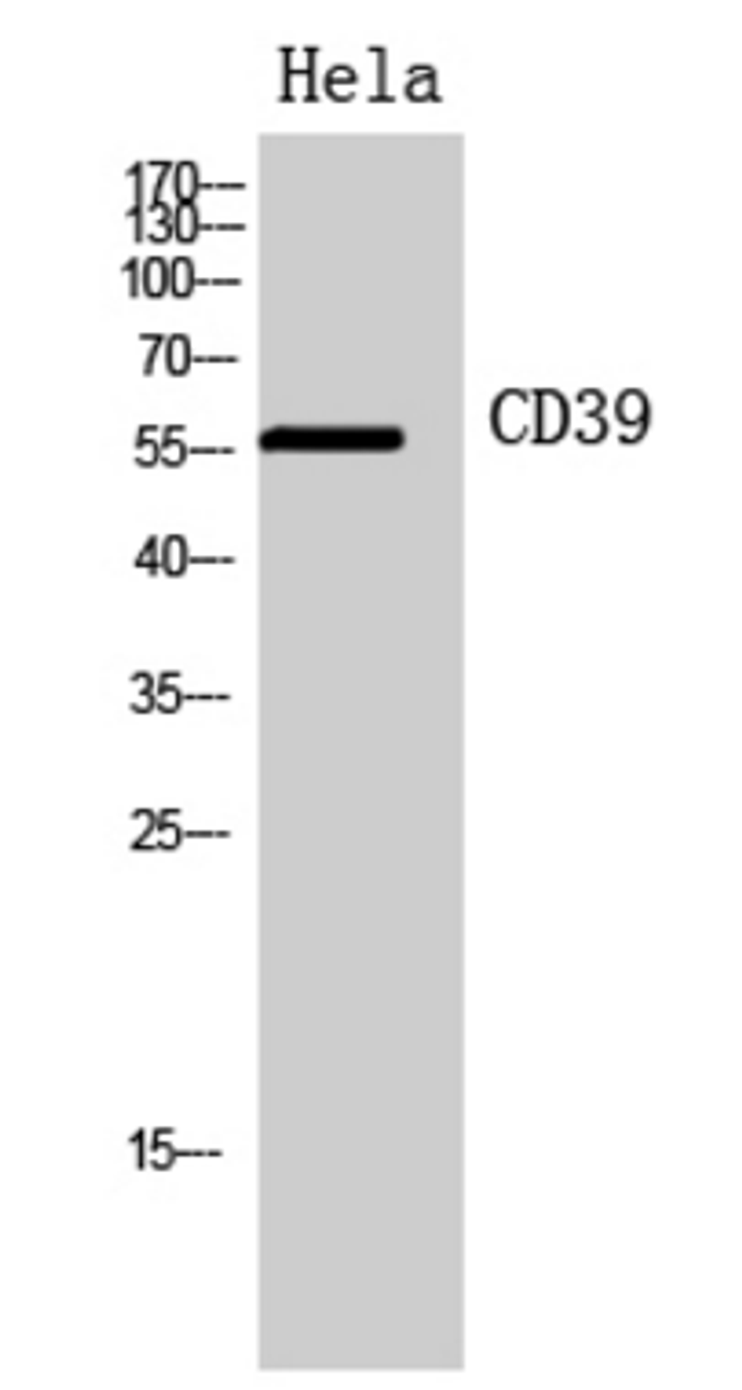 Western Blot analysis of Hela cells using CD39 antibody